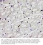 Anti-Apoptosis inhibitor 5/API5 Antibody Picoband®