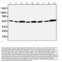 Anti-Apoptosis inhibitor 5/API5 Antibody Picoband®
