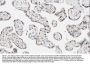 Anti-Apoptosis inhibitor 5/API5 Antibody Picoband®