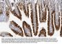 Anti-Apoptosis inhibitor 5/API5 Antibody Picoband®