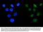 Anti-Apoptosis inhibitor 5/API5 Antibody Picoband®