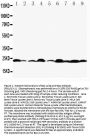 Anti-Apoptosis regulator BAX Bax Antibody Picoband®