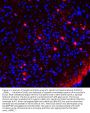 Anti-Calretinin/CALB2 Antibody Picoband®