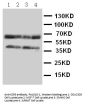 Anti-C-C chemokine receptor type 5 CCR5 Antibody Picoband®