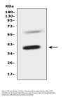 Anti-C-C chemokine receptor type 5 CCR5 Antibody Picoband®