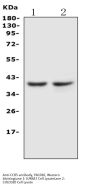 Anti-C-C chemokine receptor type 5 CCR5 Antibody Picoband®