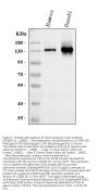 Anti-B-cell receptor CD22 CD22 Antibody Picoband®