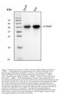 Anti-CD40 Antibody Picoband®