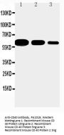 Anti-CD40 Antibody Picoband®