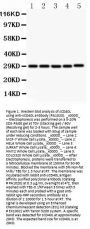 Anti-CD40L/CD40LG Antibody Picoband®