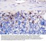Anti-CD40L/CD40LG Antibody Picoband®