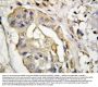 Anti-CD40L/CD40LG Antibody Picoband®