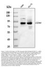 Anti-CD44 antigen CD44 Antibody Picoband®