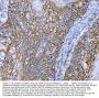 Anti-CD44 antigen CD44 Antibody Picoband®