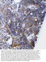 Anti-CD44 antigen CD44 Antibody Picoband®