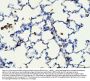 Anti-CD44 antigen CD44 Antibody Picoband®