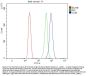 Anti-CD44 antigen CD44 Antibody Picoband®