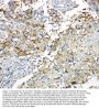 Anti-Connexin 43/GJA1 Antibody Picoband®