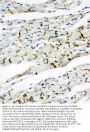 Anti-Connexin 43/GJA1 Antibody Picoband®