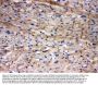 Anti-Connexin 43/GJA1 Antibody Picoband®