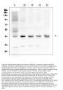 Anti-Connexin 43/GJA1 Antibody Picoband®