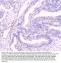 Anti-Connexin 43/GJA1 Antibody Picoband®
