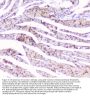 Anti-Connexin 43/GJA1 Antibody Picoband®