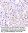 Anti-Connexin 43/GJA1 Antibody Picoband®