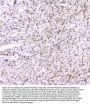 Anti-Connexin 43/GJA1 Antibody Picoband®