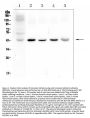 Anti-Connexin 43/GJA1 Antibody Picoband®