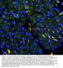 Anti-Connexin 43/GJA1 Antibody Picoband®