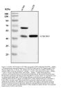 Anti-CXCR2 Antibody Picoband®