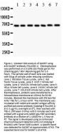 Anti-GAD67/GAD1 Antibody Picoband®