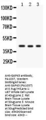 Anti-Neuromodulin GAP43 Antibody Picoband®