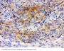 Anti-Neuromodulin GAP43 Antibody Picoband®