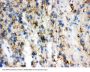 Anti-Neuromodulin GAP43 Antibody Picoband®