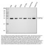 Anti-GST3/GST pi/GSTP1 Antibody Picoband®