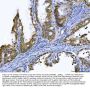 Anti-GST3/GST pi/GSTP1 Antibody Picoband®