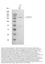 Anti-Integrin alpha 1/ITGA1 Antibody Picoband®