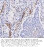 Anti-Integrin alpha 1/ITGA1 Antibody Picoband®