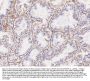 Anti-Integrin alpha 1/ITGA1 Antibody Picoband®