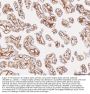 Anti-Integrin alpha 1/ITGA1 Antibody Picoband®