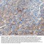 Anti-Integrin alpha 1/ITGA1 Antibody Picoband®