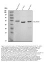 Anti-KCNN4 Antibody Picoband®