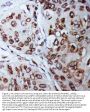 Anti-Lamin B1/LMNB1 Antibody PicobandÂ®