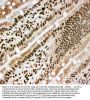 Anti-Lamin B1/LMNB1 Antibody PicobandÂ®
