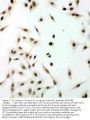 Anti-Lamin B1/LMNB1 Antibody PicobandÂ®