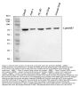 Anti-Lamin B1/LMNB1 Antibody PicobandÂ®