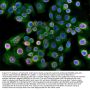 Anti-Lamin B1/LMNB1 Antibody PicobandÂ®