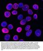 Anti-Lamin B1/LMNB1 Antibody PicobandÂ®